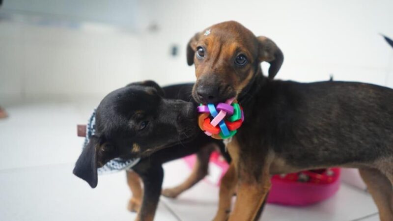 Mongaguá realiza feira de adoção de cães e gatos neste sábado