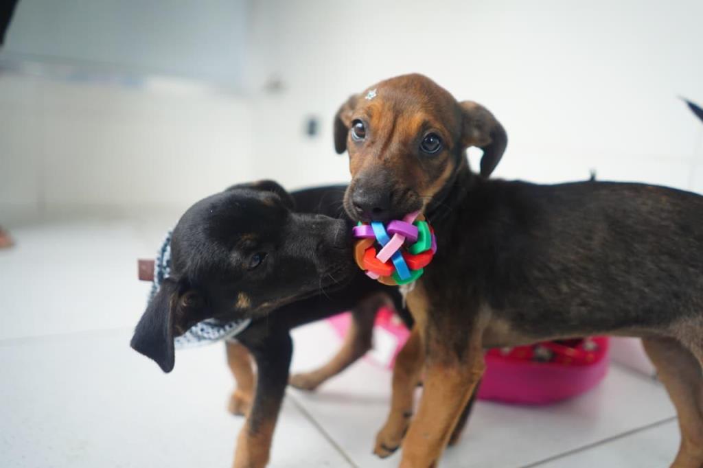 Mongaguá realiza feira de adoção de cães e gatos neste sábado