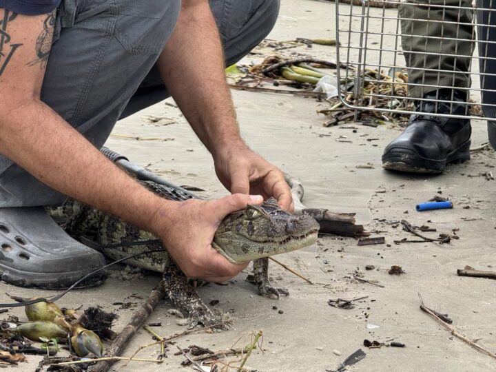 Chuvas levam dois jacarés a diferentes pontos de Mongaguá