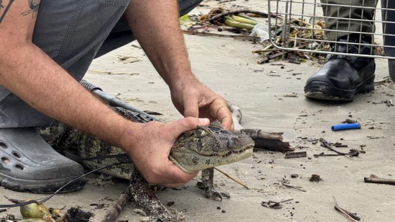 Chuvas levam dois jacarés a diferentes pontos de Mongaguá